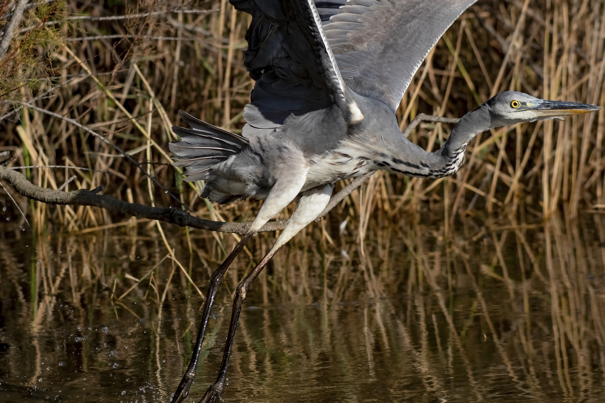 Grey Heron taking off