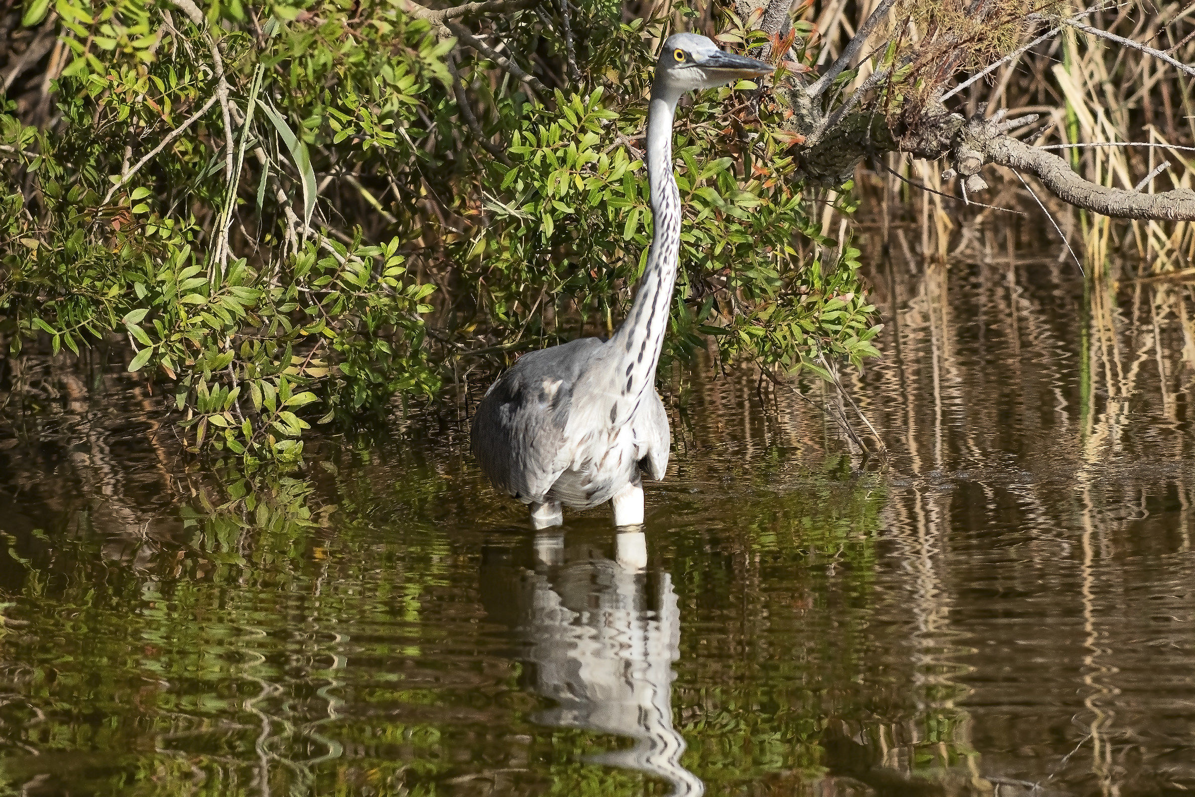 Grey Heron A, Bienti
