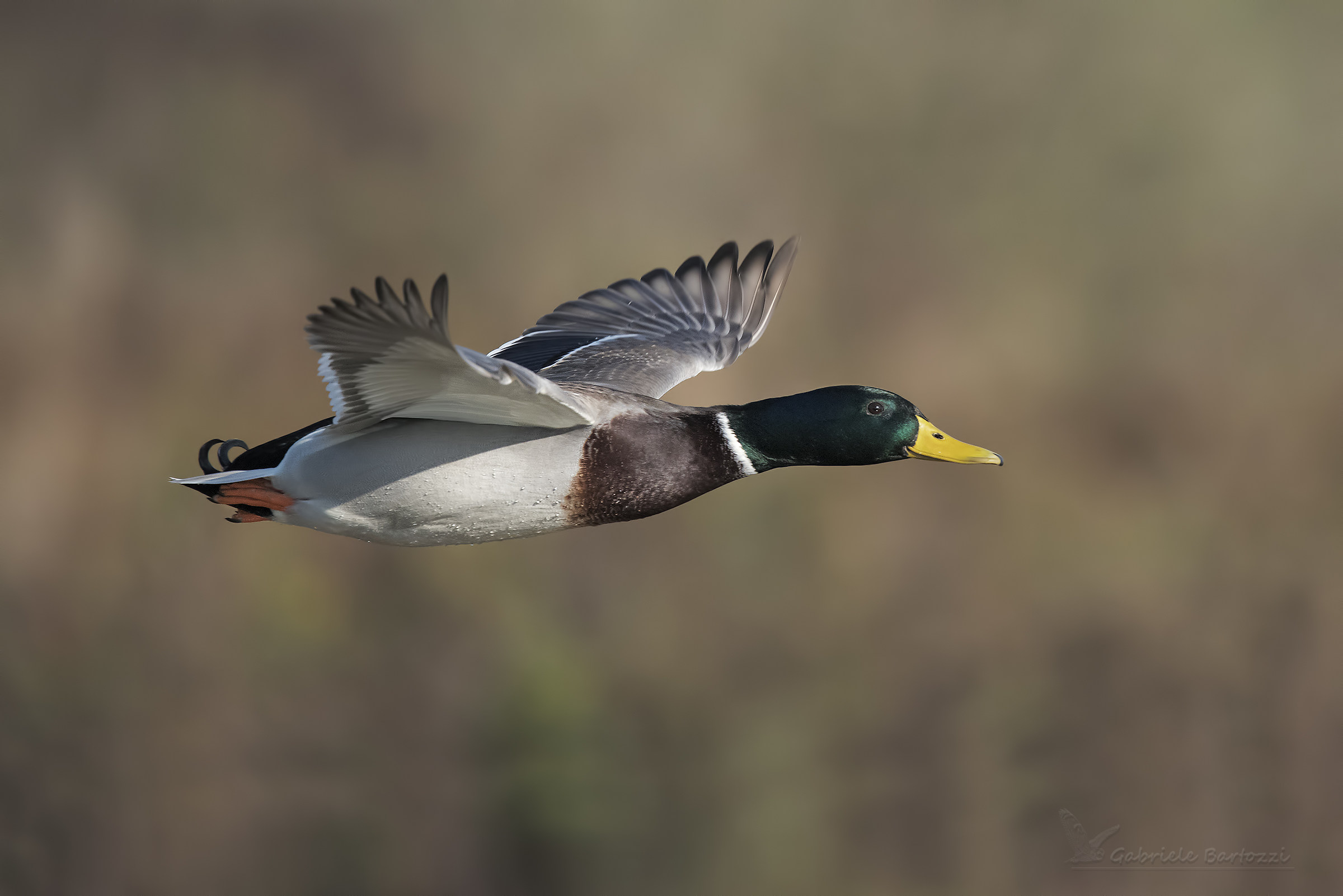 Mallard