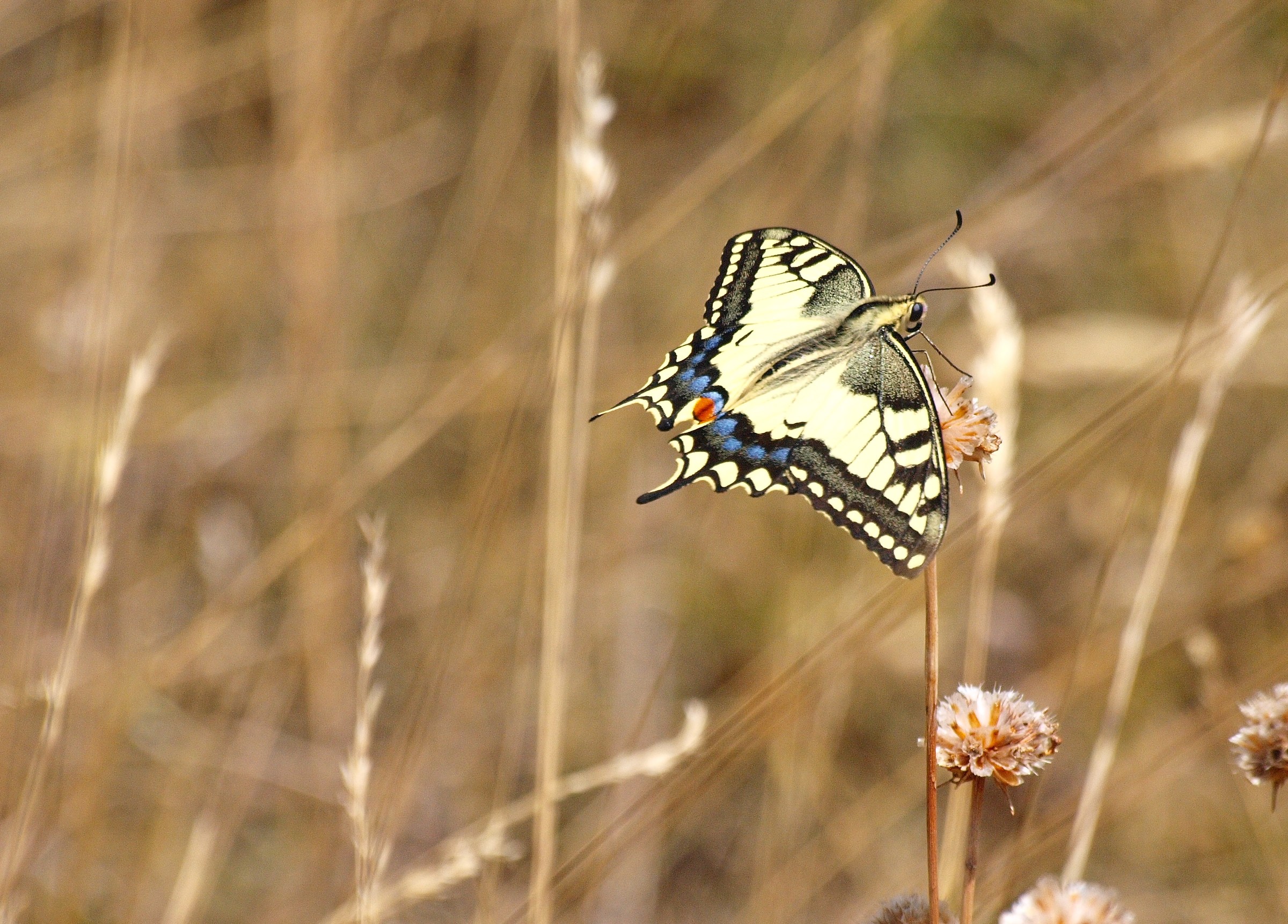 macaone m.s. giorgio