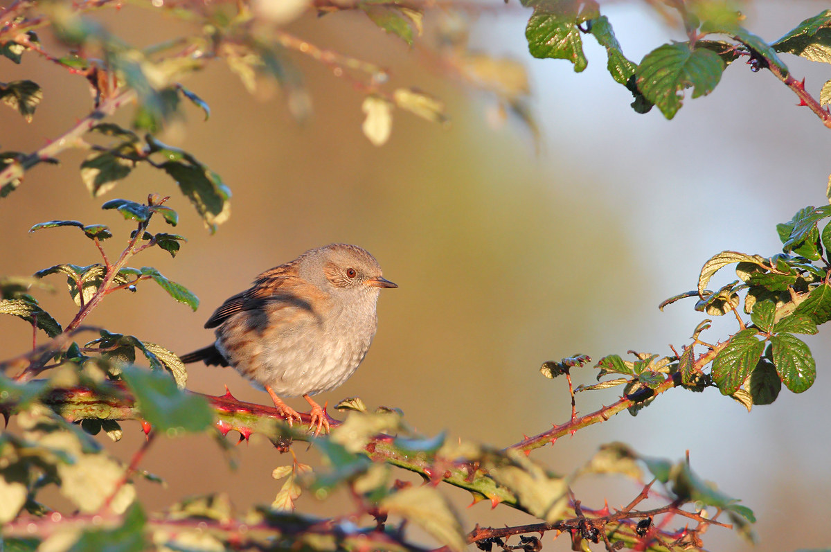 Passera Dunnock