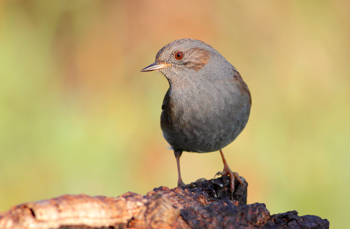 Passera Dunnock