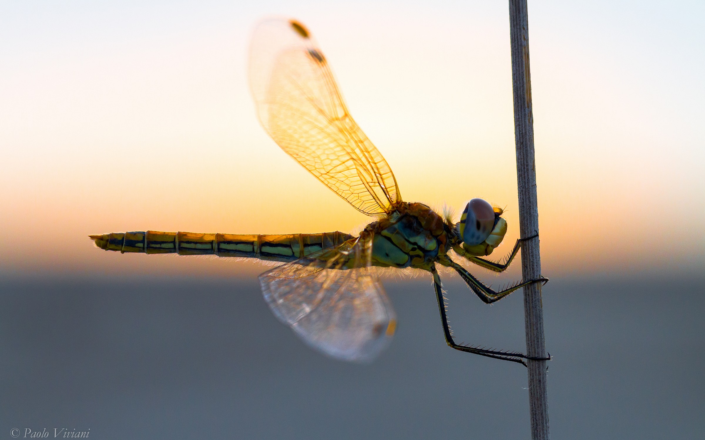 At sunset, backlight