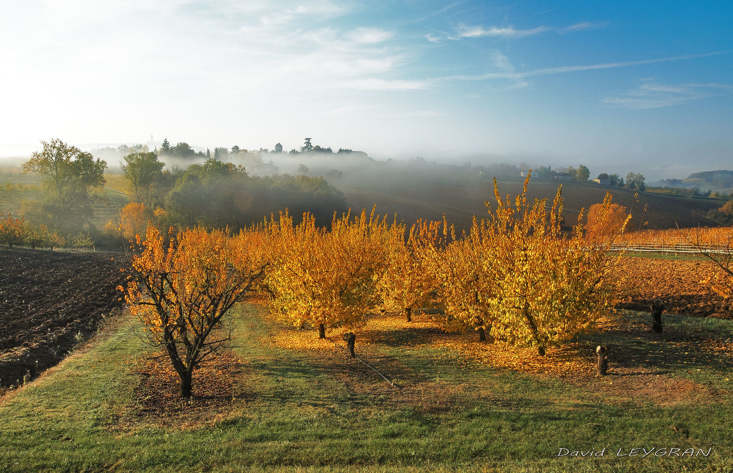 l'albero di pesco (s-o Francia)