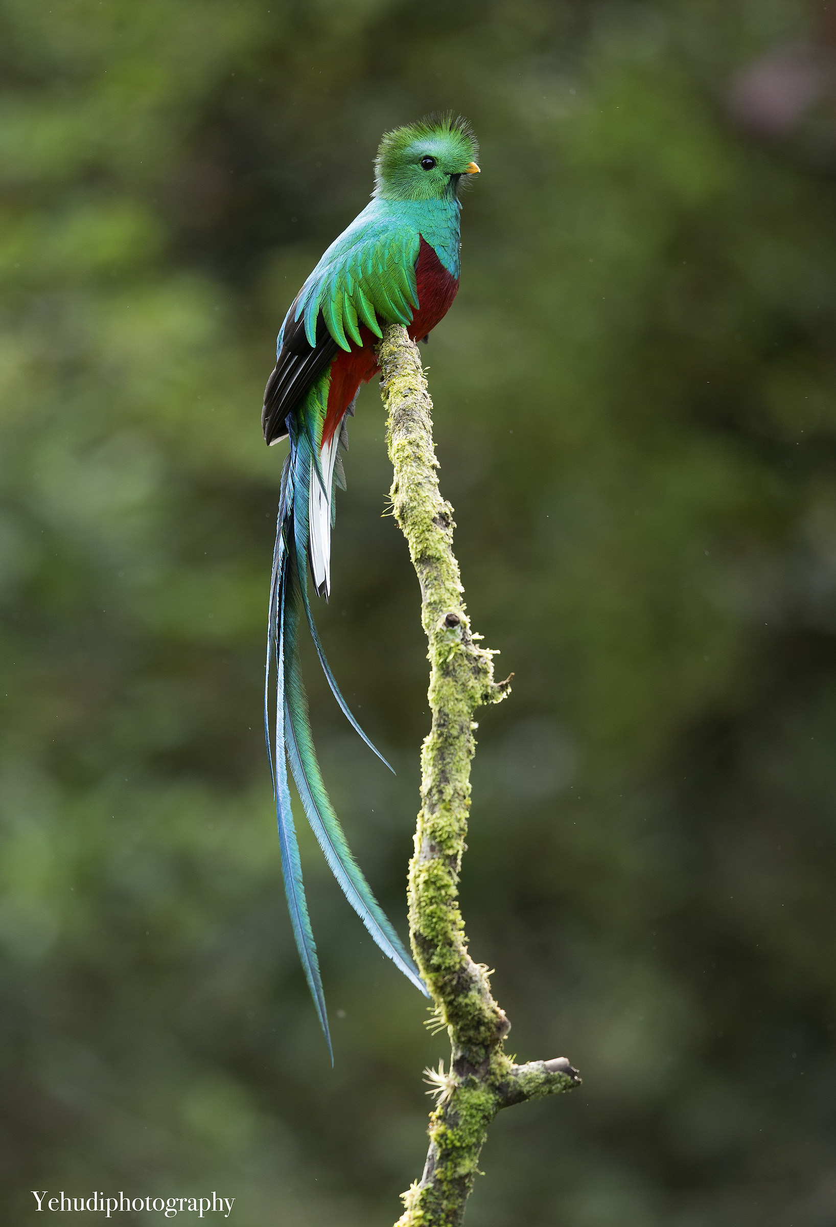 Quetzal a beauty