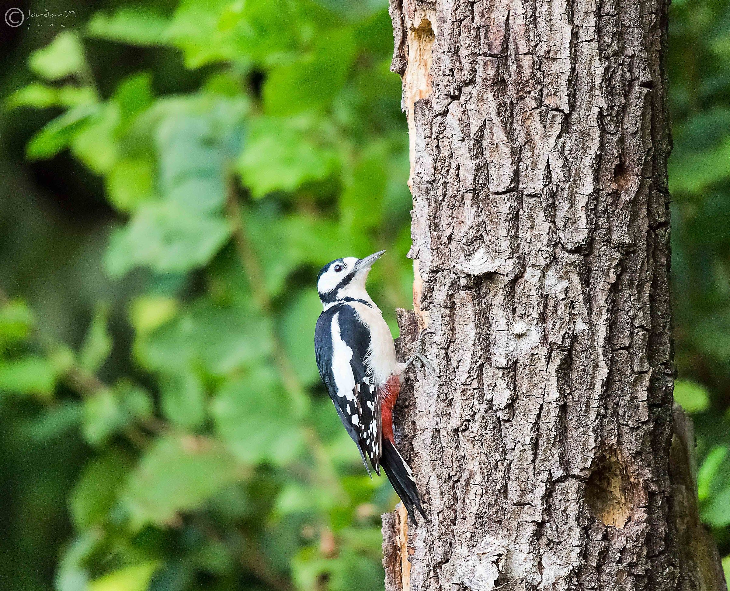 Picchio Rosso Maggiore