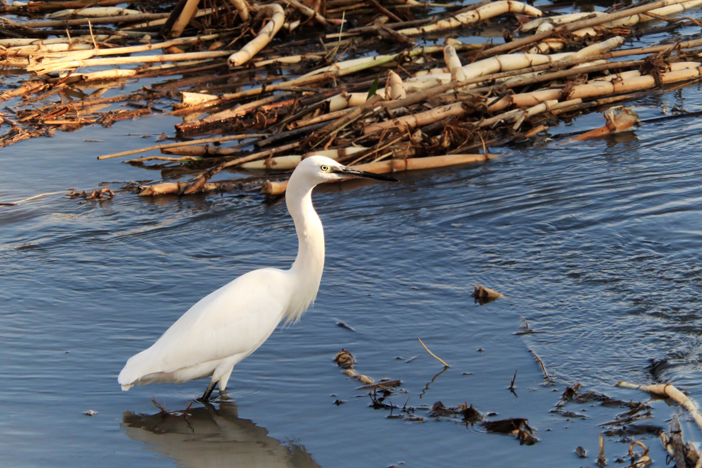 Egretta Garzetta e le terre joniche