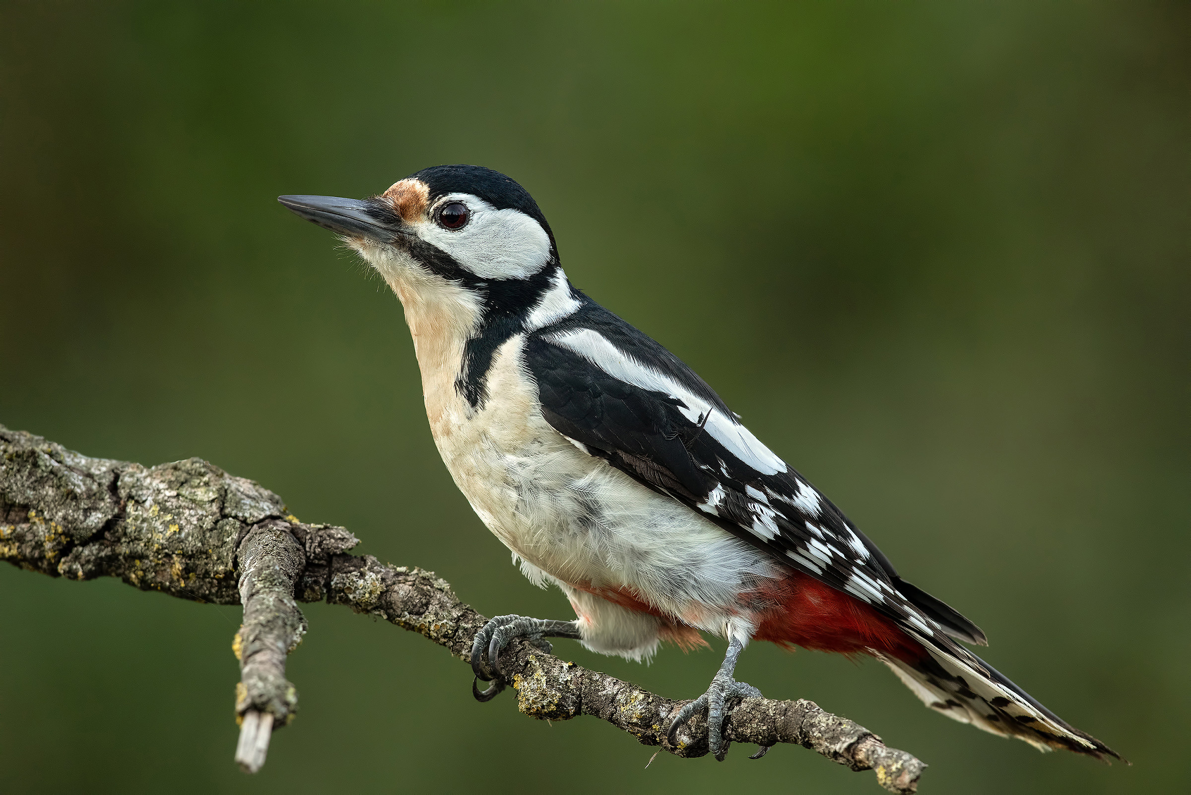Big Red woodpeckers (f)