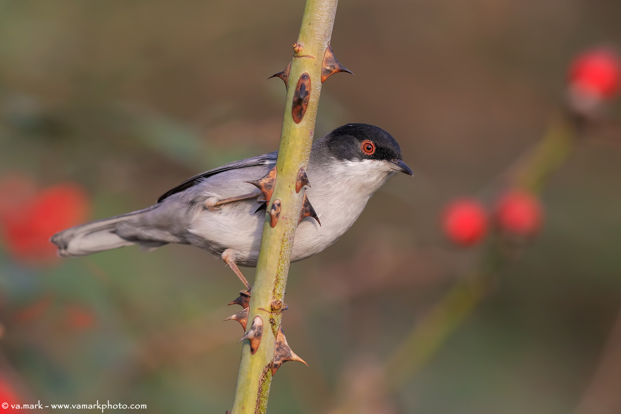 Sardinian Warbler