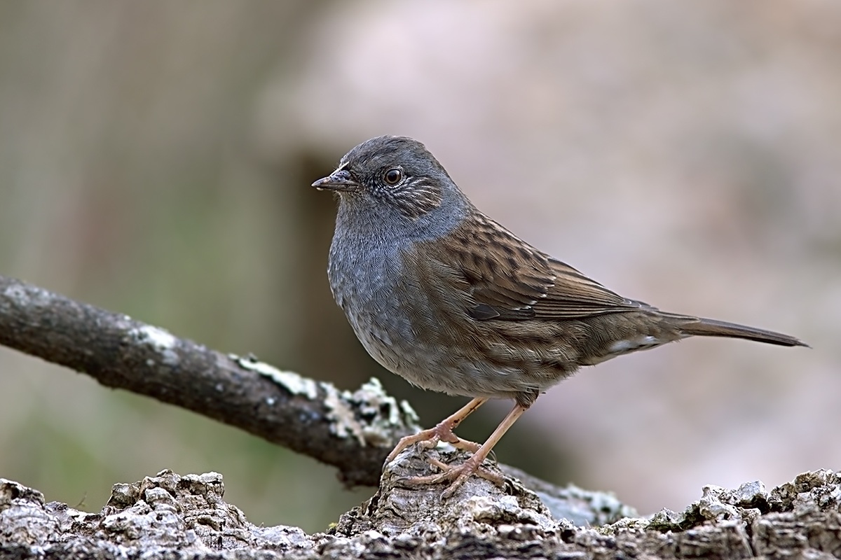dunnock