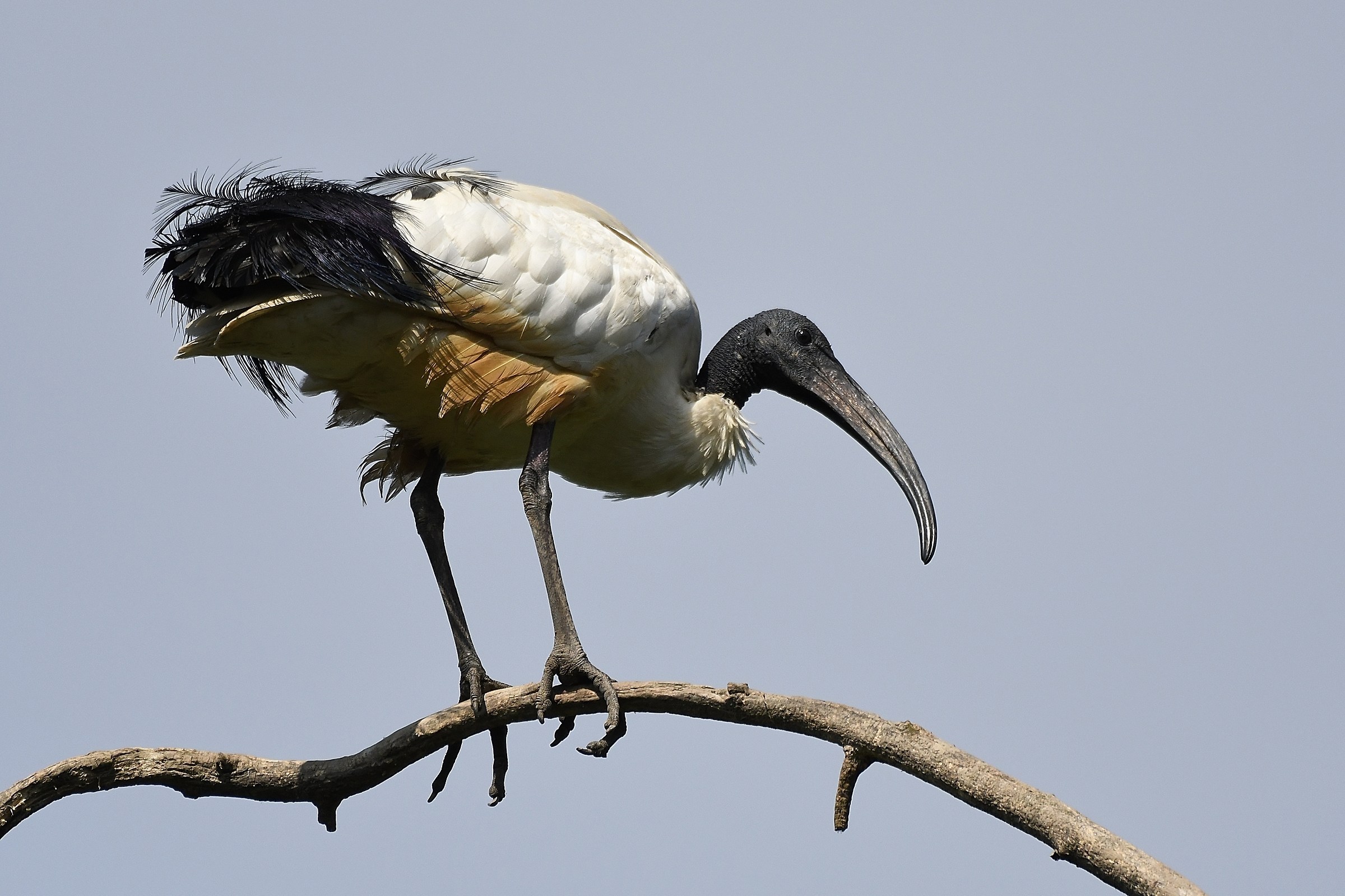 Threskiornis aethiopicus