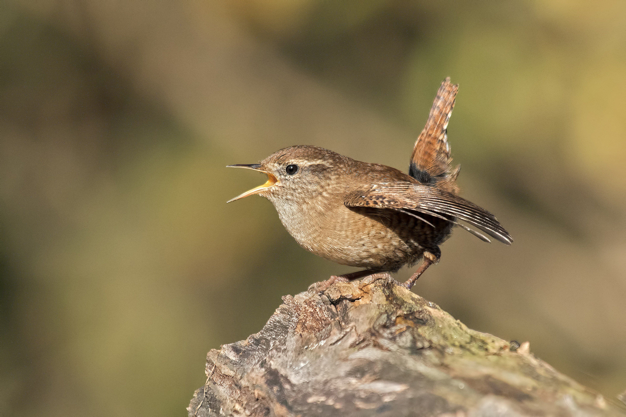 Wren