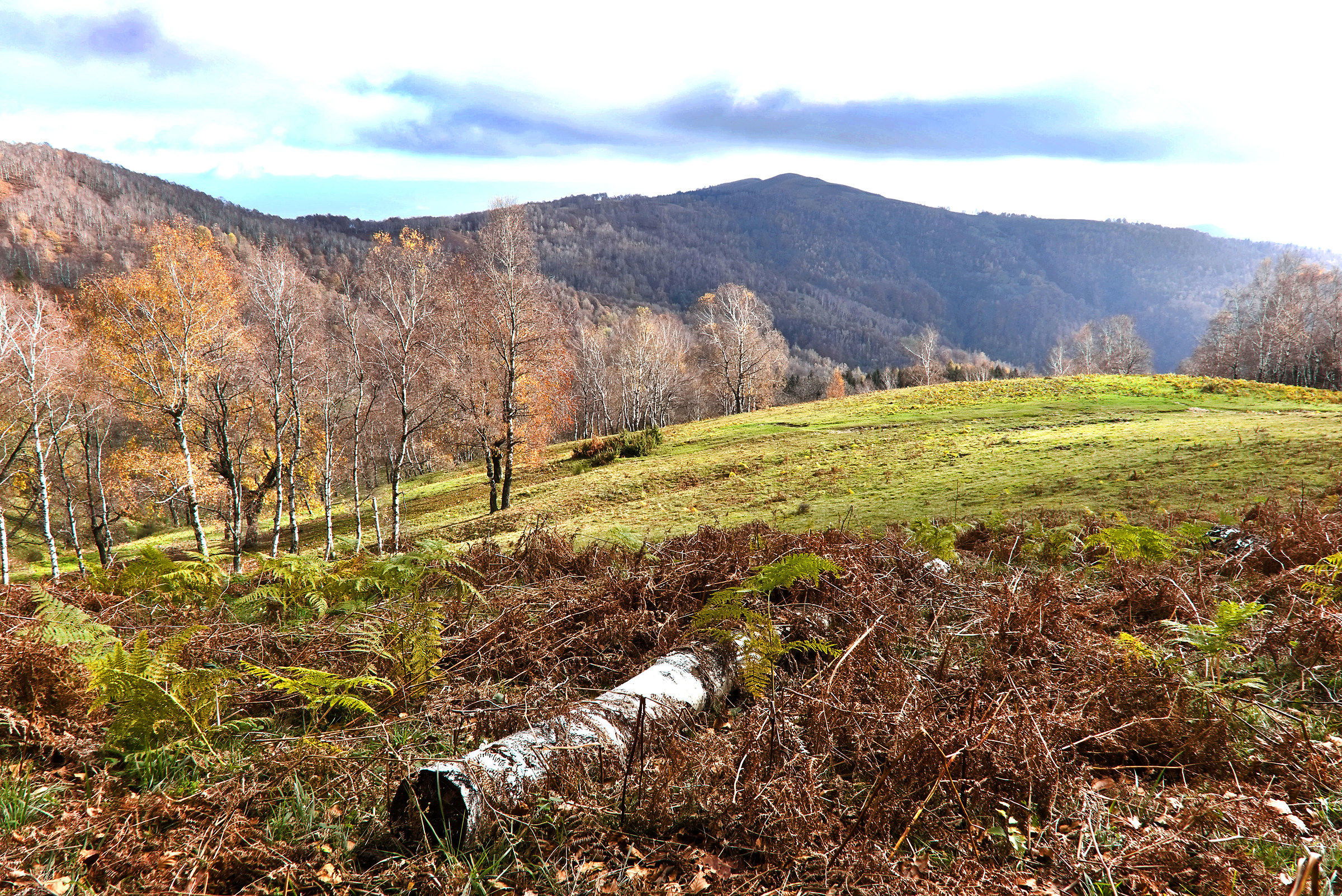 Autumnal Pastures version Two