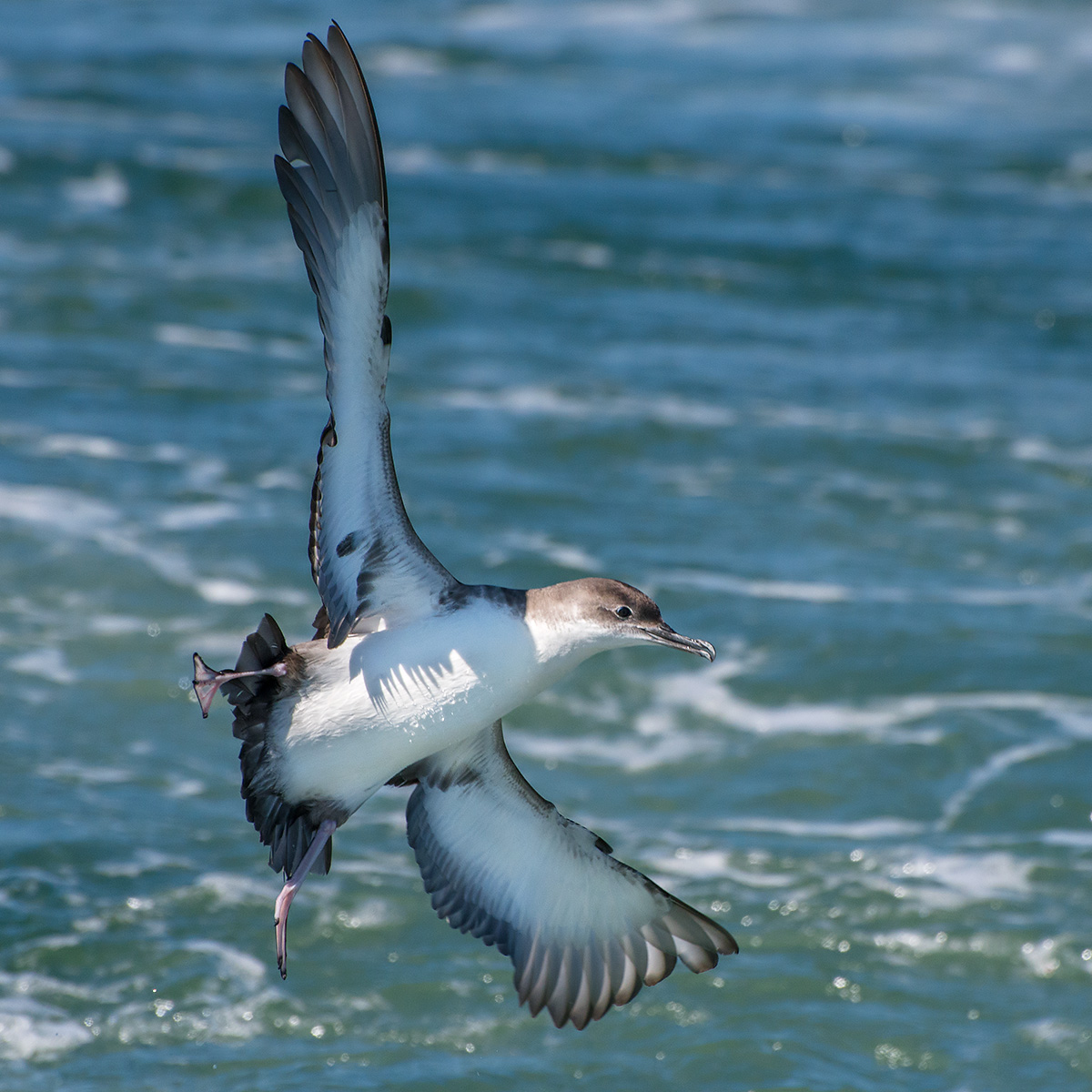 Berta minore in virata