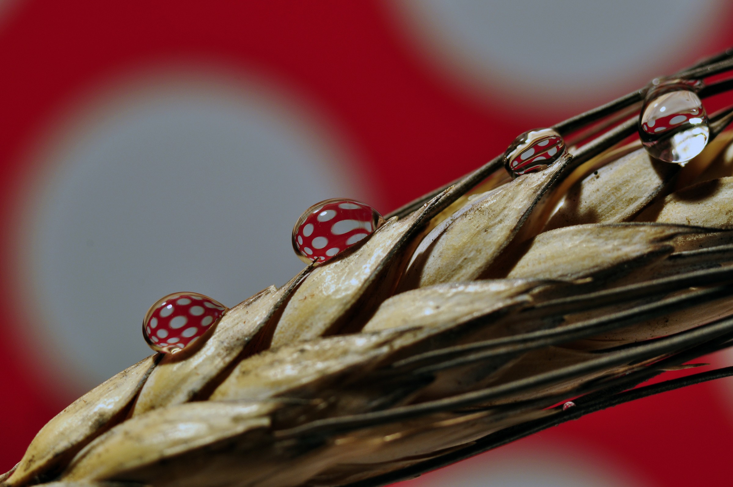 ...simil coccinelle......