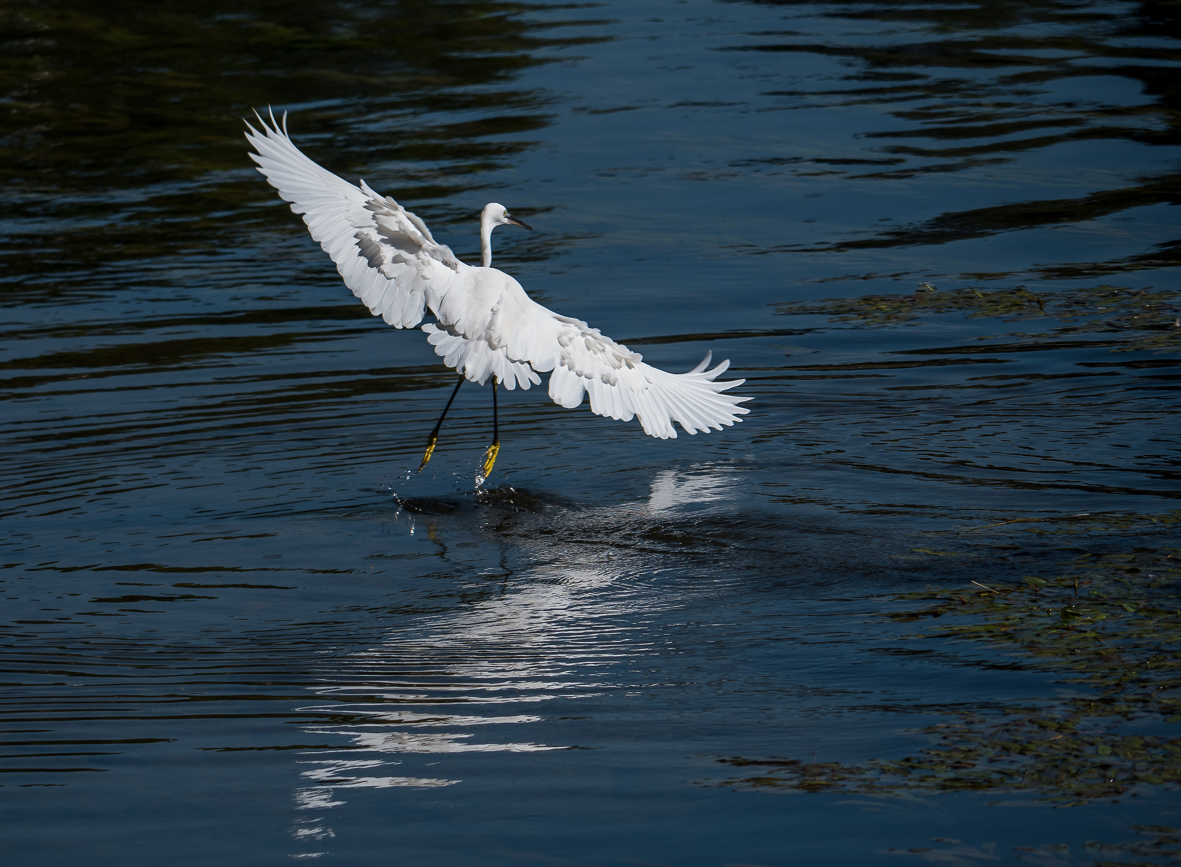 Activated natural flaps it takes off..........