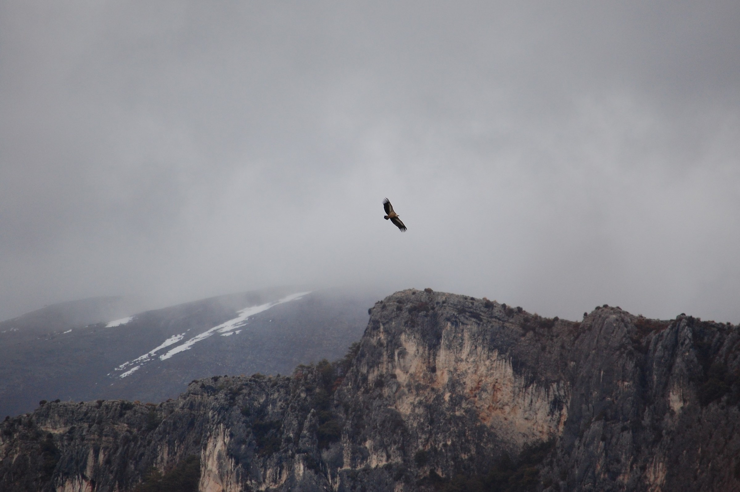 Grifone (Gyps Fulvus)