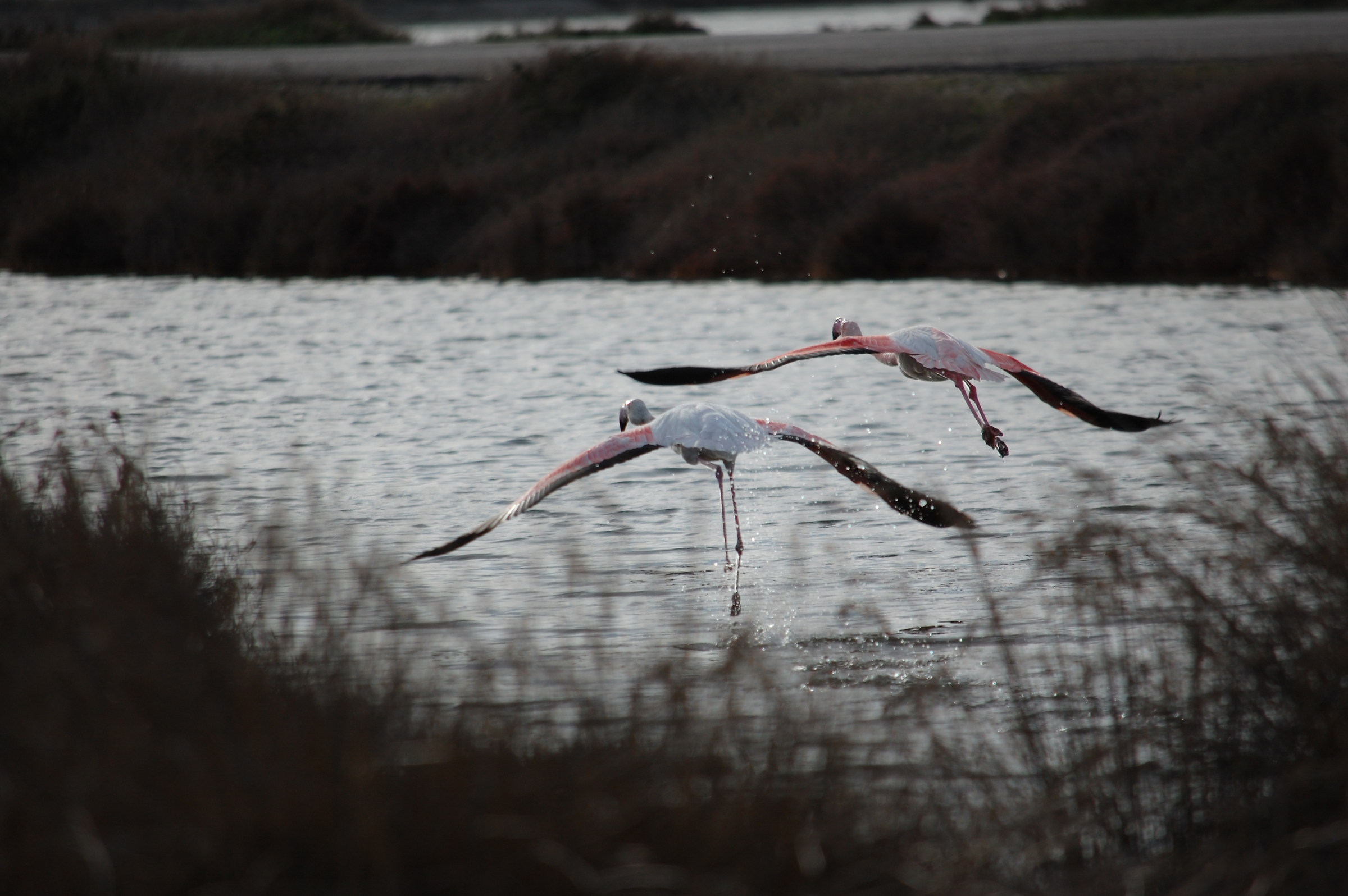 Coppia di fenicotteri in decollo