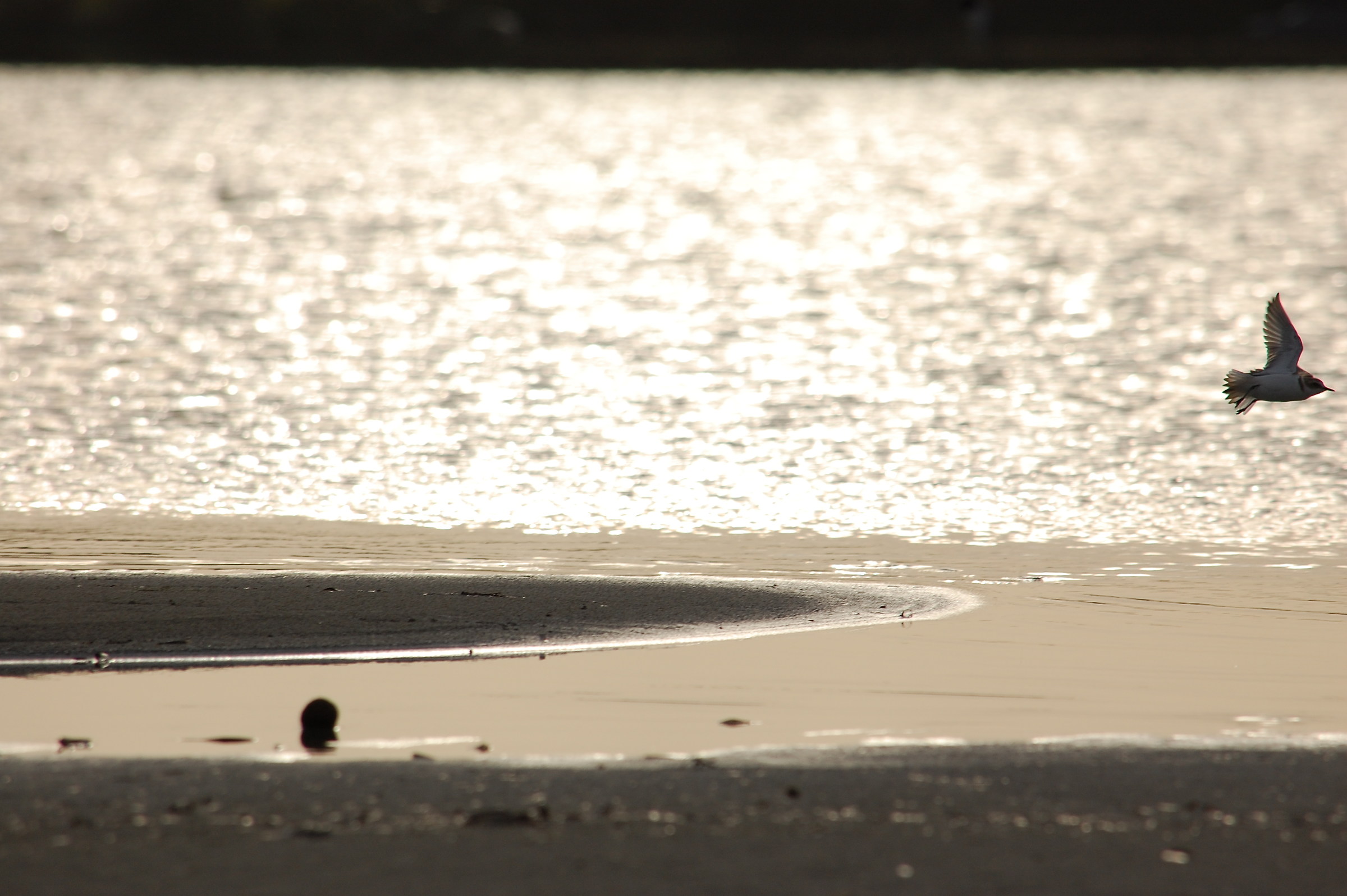 Uccellino in spiaggia al tramonto