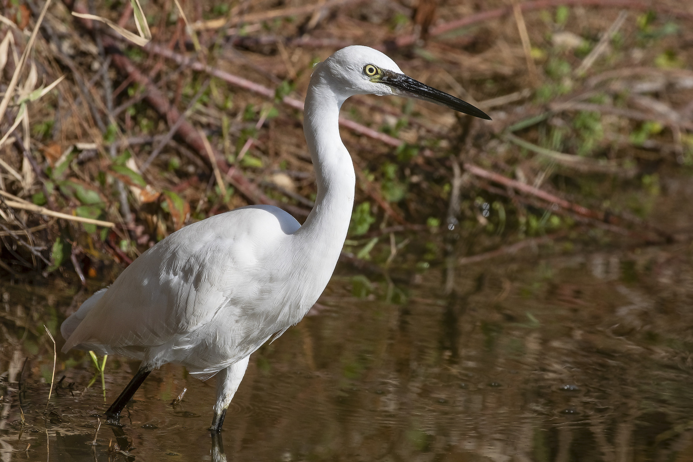The pass of the Eggette