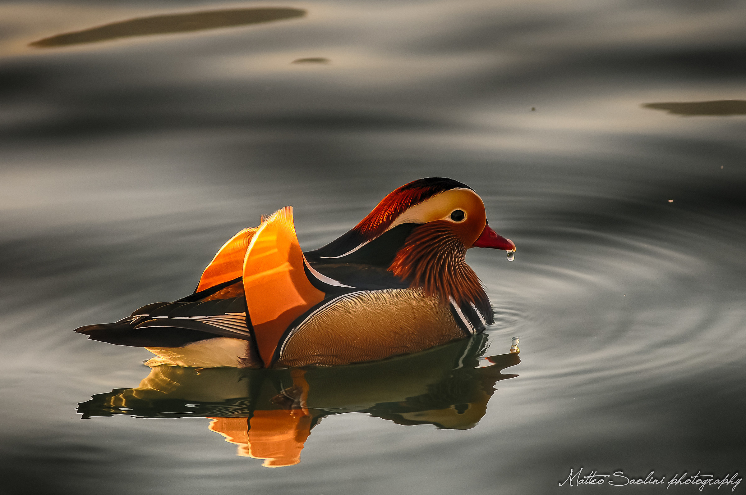 Sguazzata sul lago grande