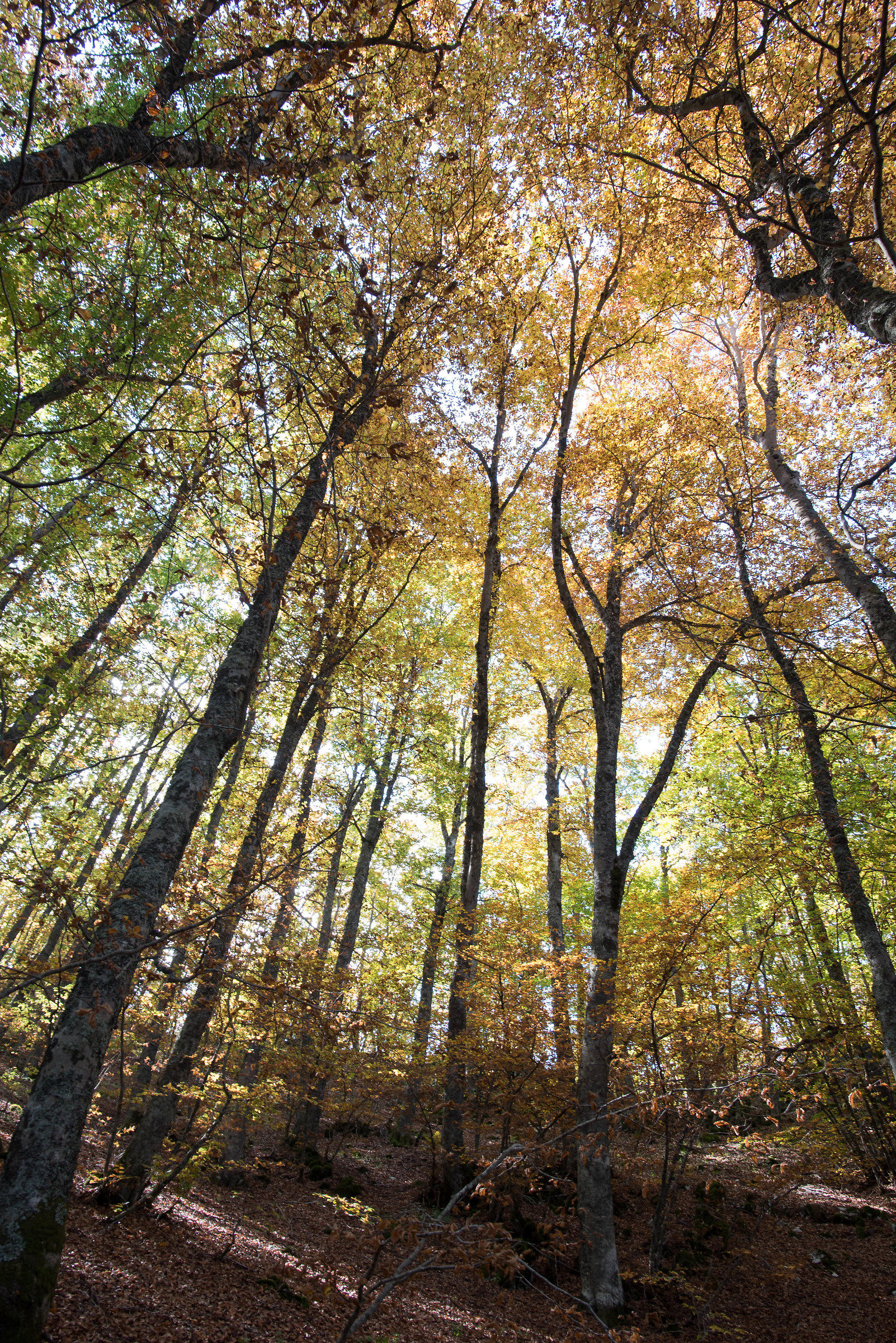 Foliage in Abruzzo 1