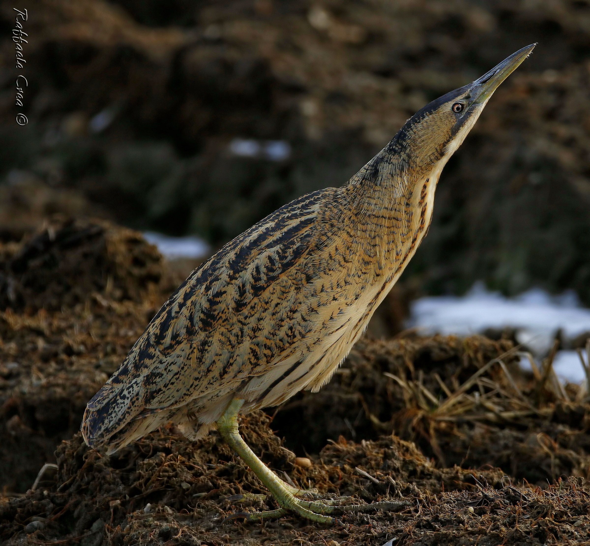 Tarabuso ritratto in Diagonale