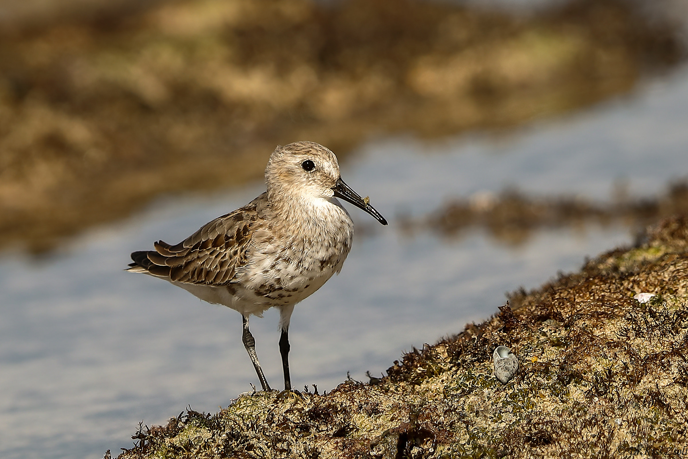 Dunlin