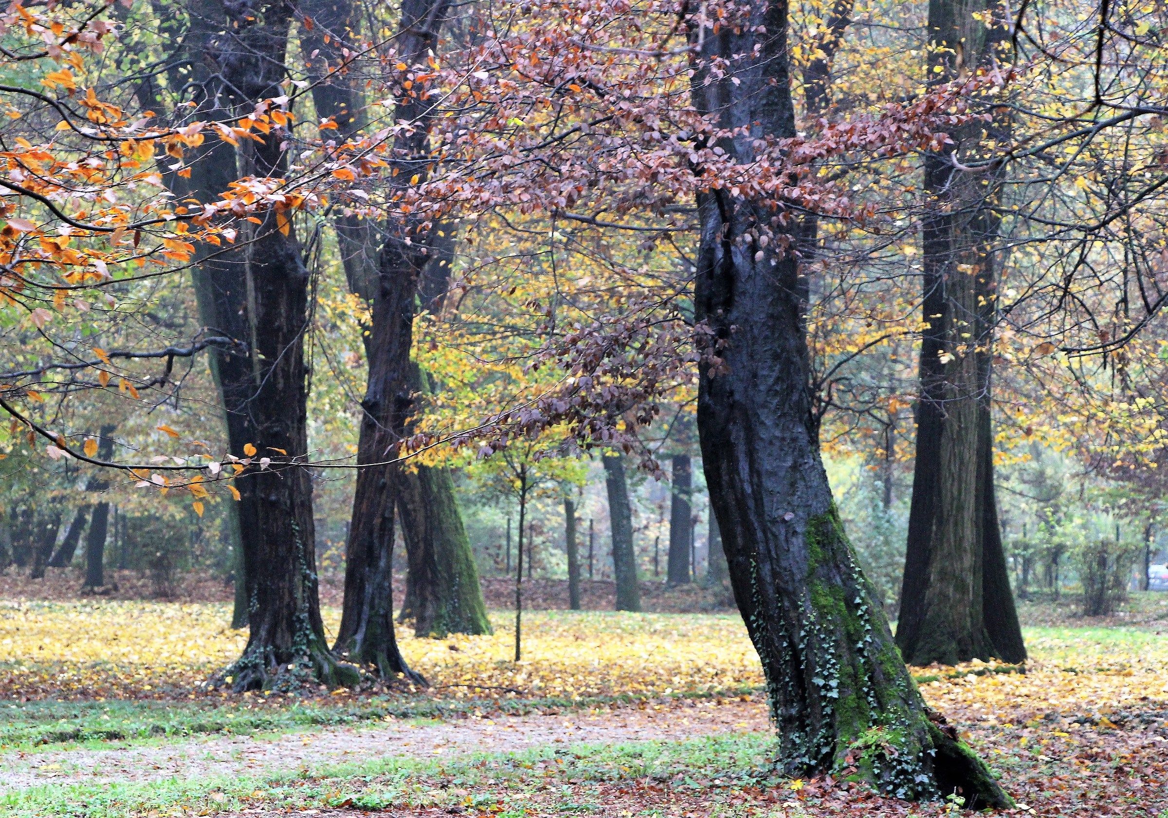 In the trees in the fall