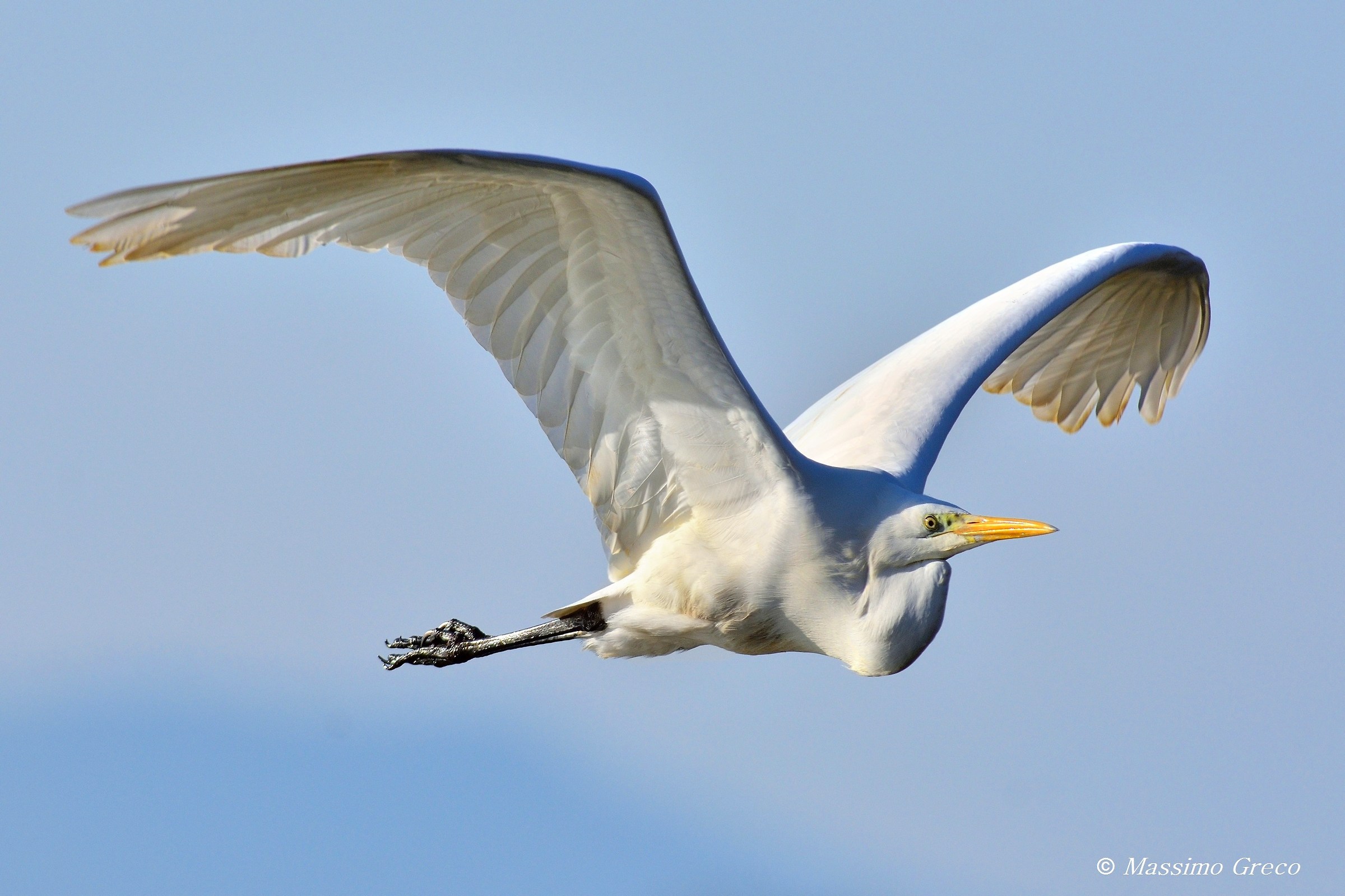 Greater White Heron