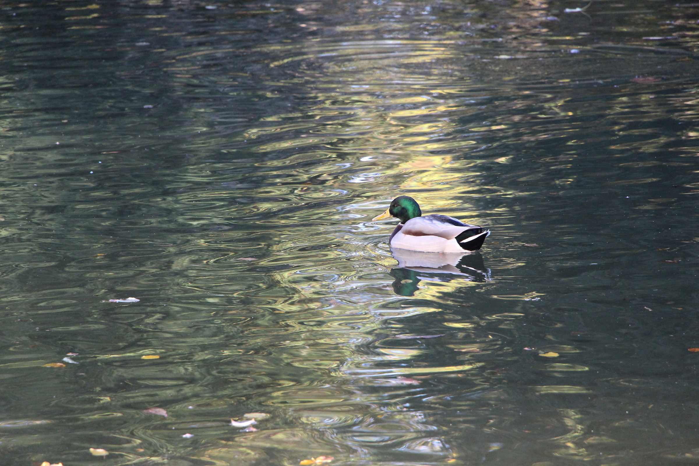 Between Reflections of Light