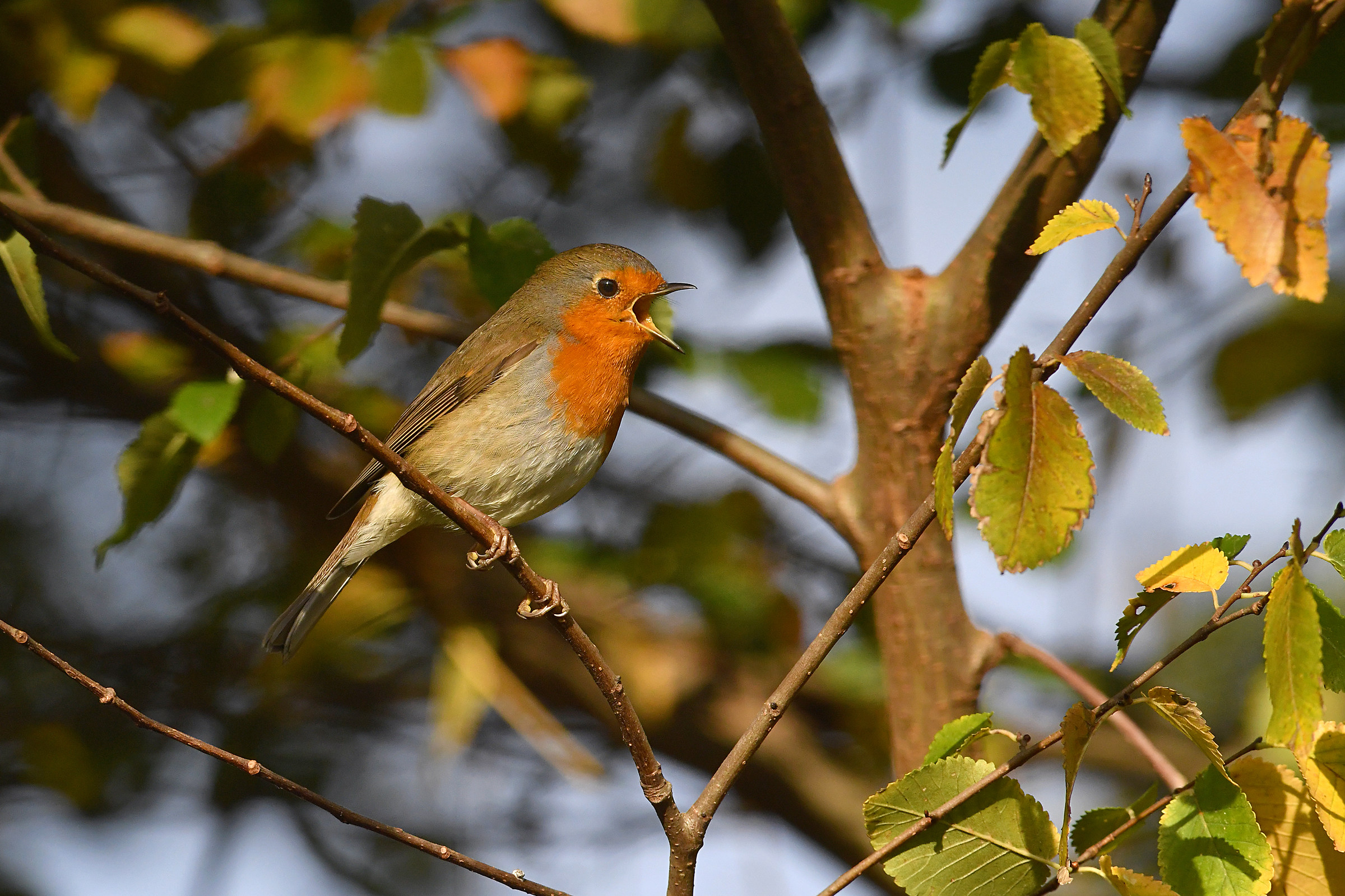 Autumn Songs (Robin)
