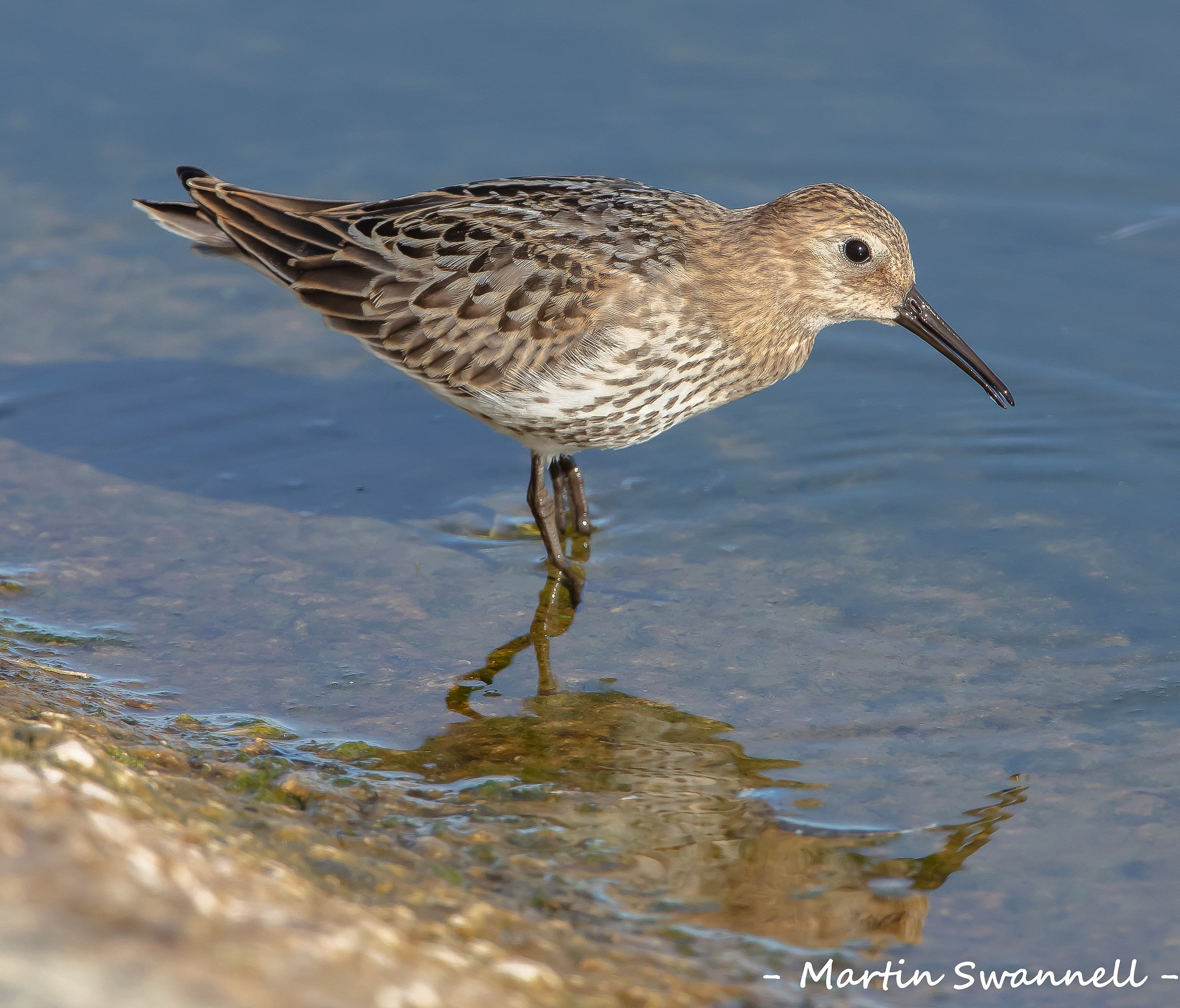 Dunlin