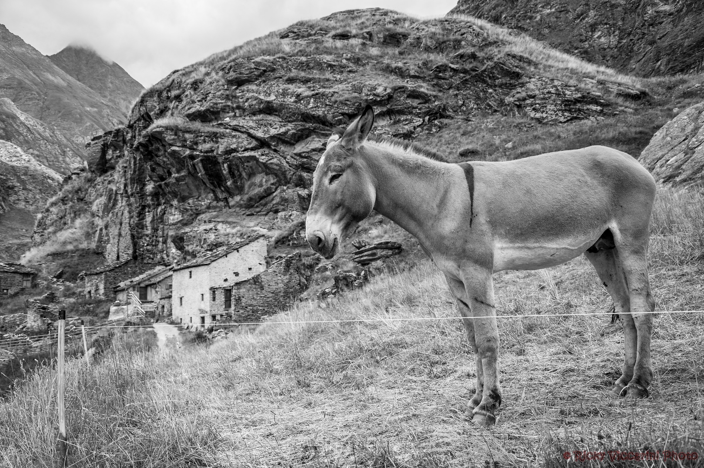 Asinello al Lago di Malciaussia