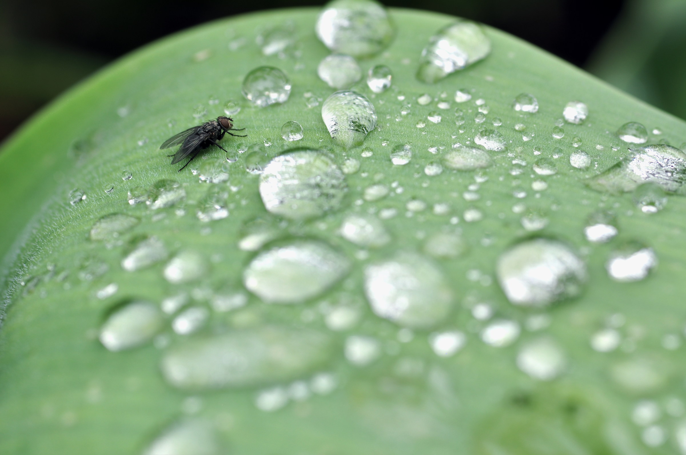 ..la sete della mosca..