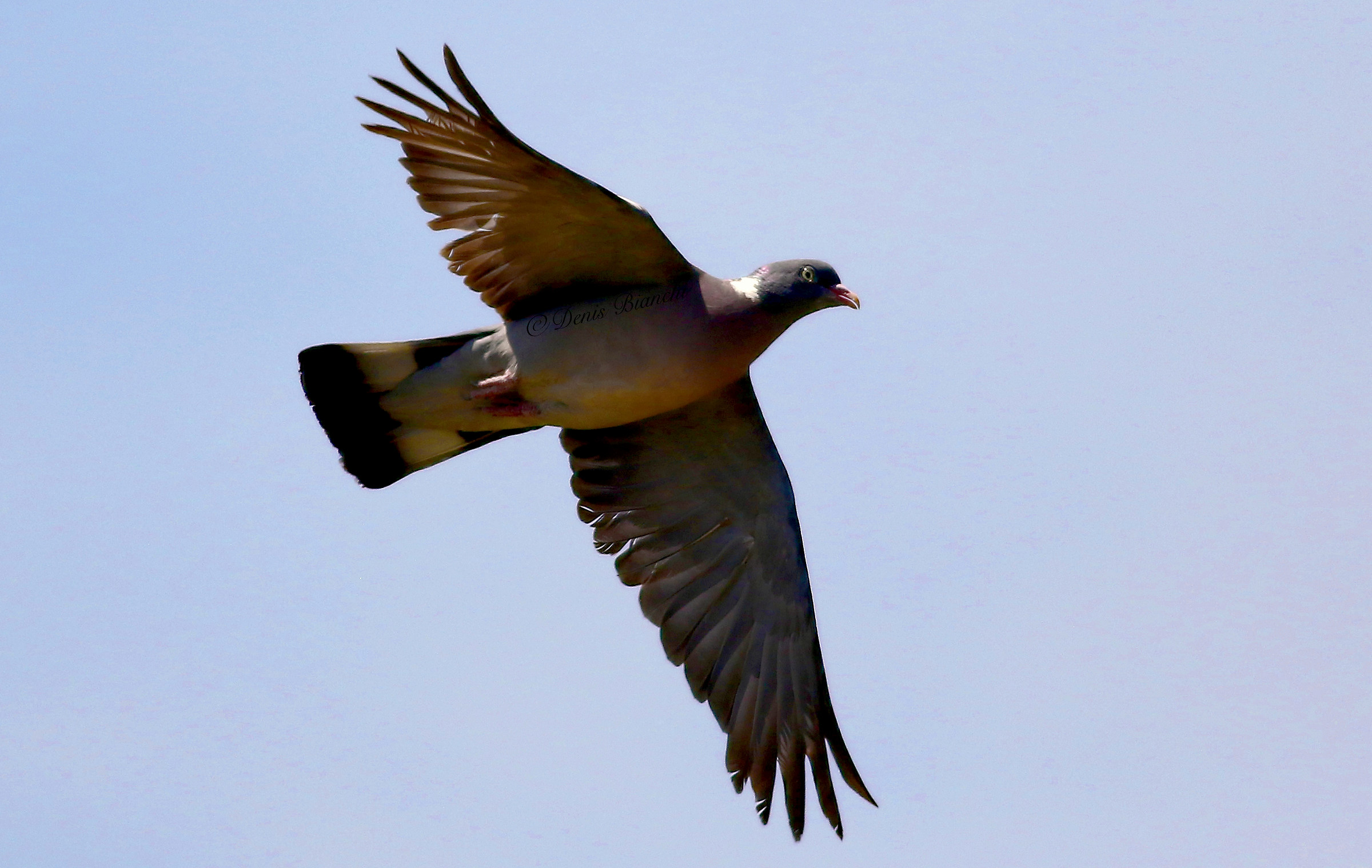 Wood Pigeon in linear flight