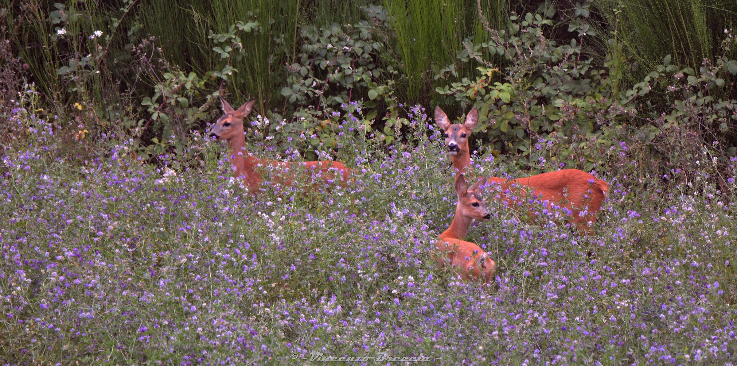 TRIO of deer in Pastura on alfalfa at sunset
