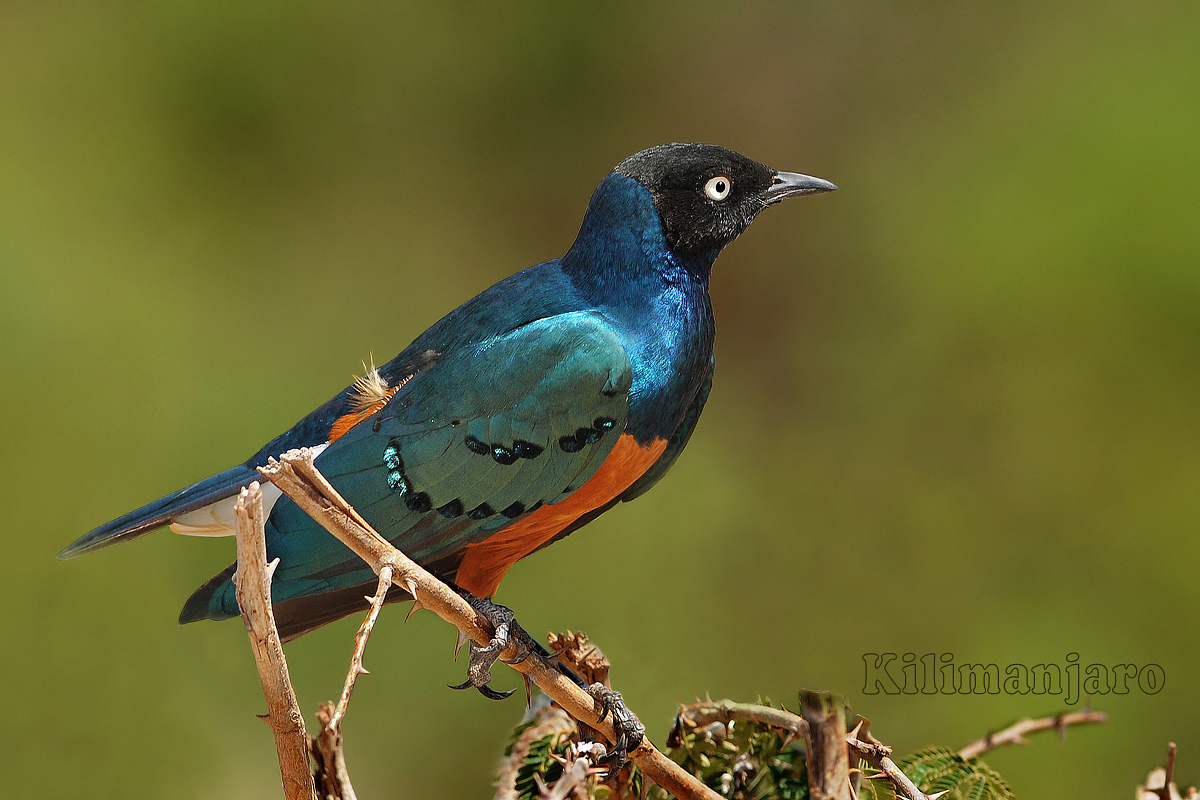 Storno superbo.... Kenya