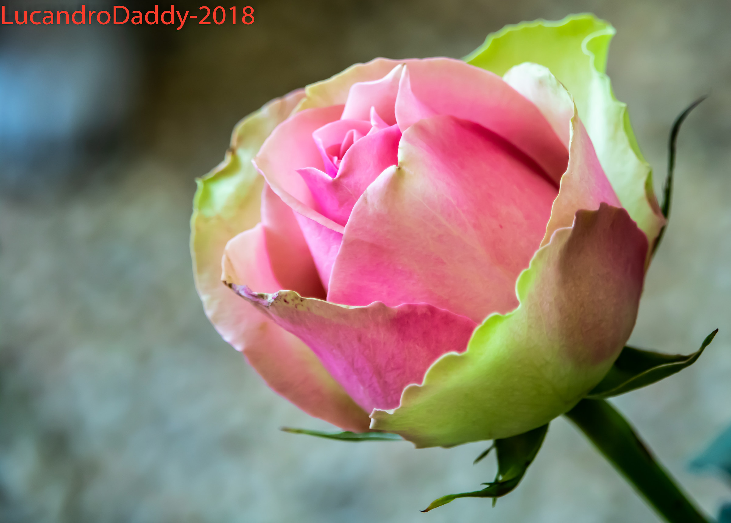 Messer Tulipano 2018