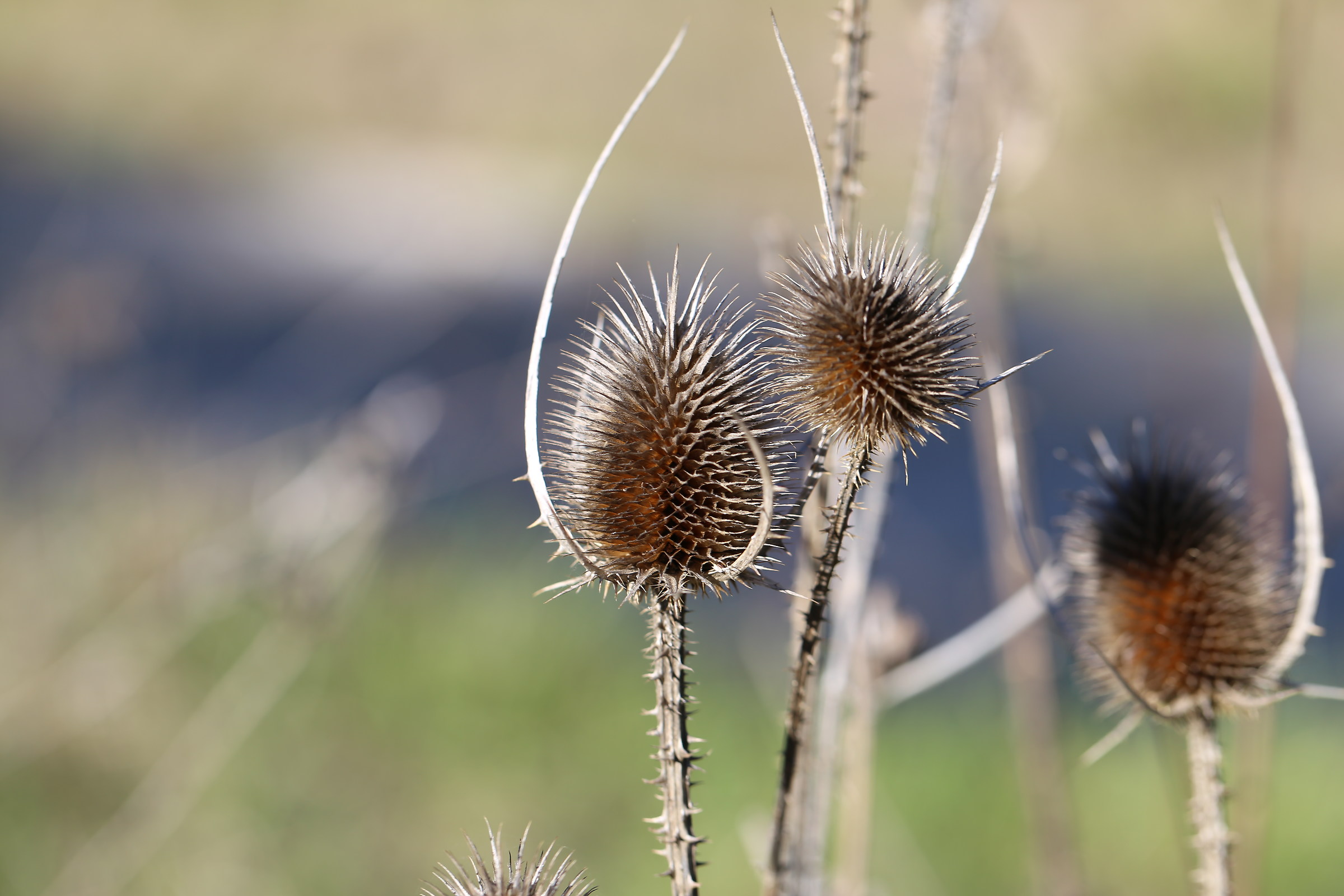 Un fiore di novembre