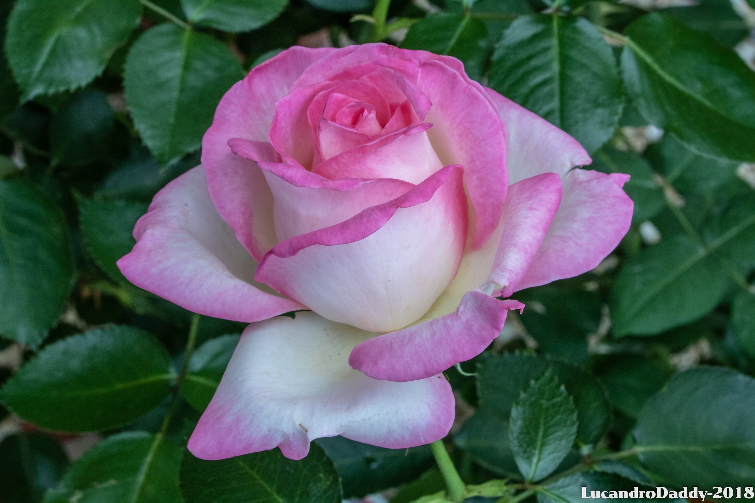 The Beauty of a flower