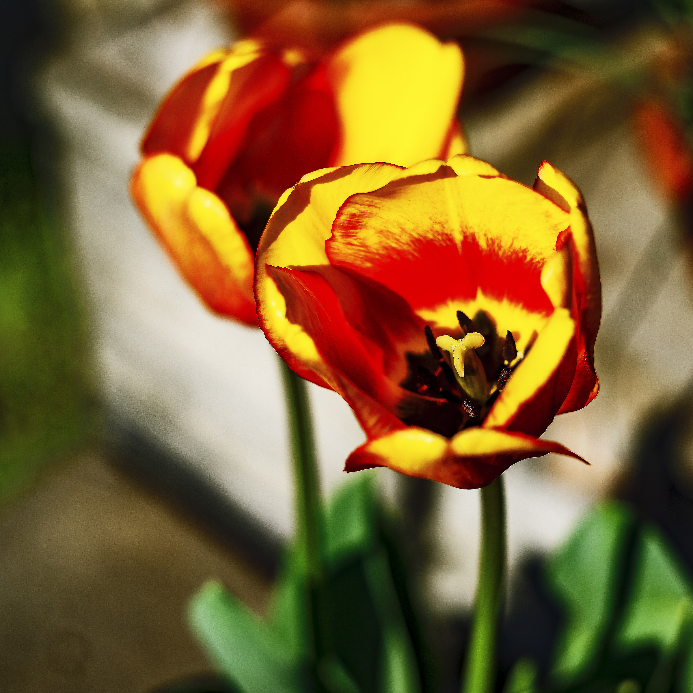 parlano d'amore i tulli tulli tullipan