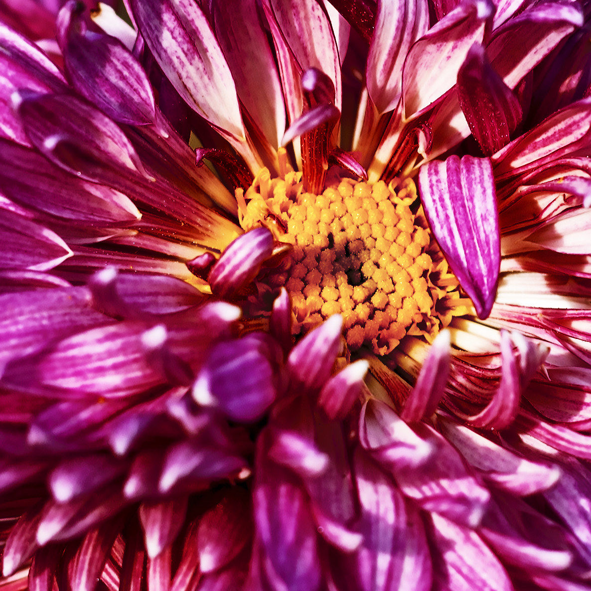 Chrysanthemum