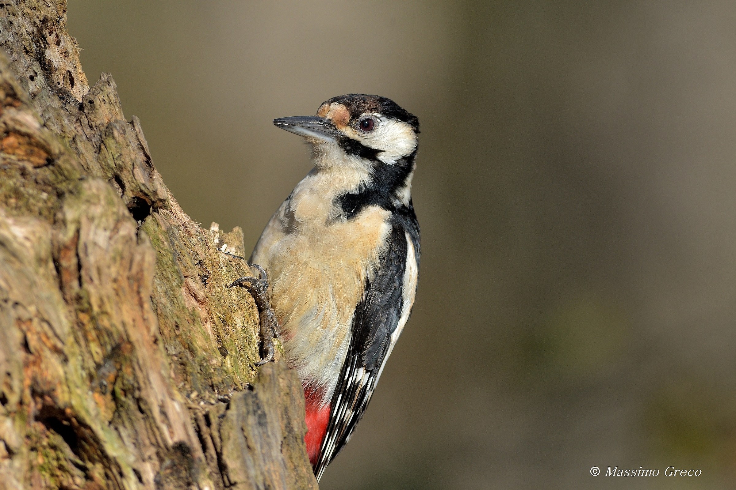 Picchio rosso maggiore