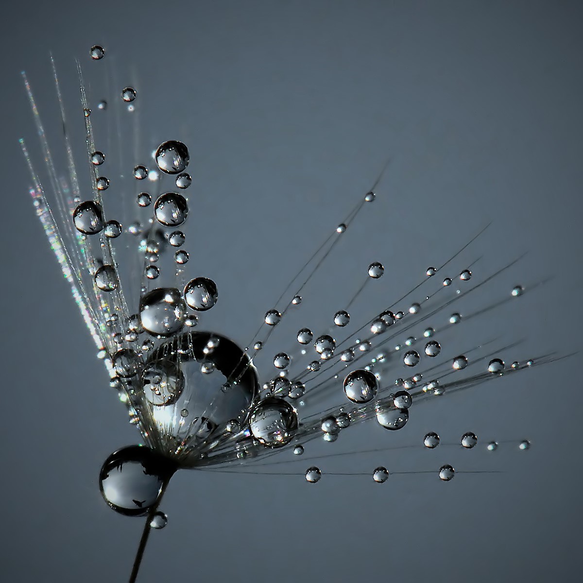 soffione in controluce