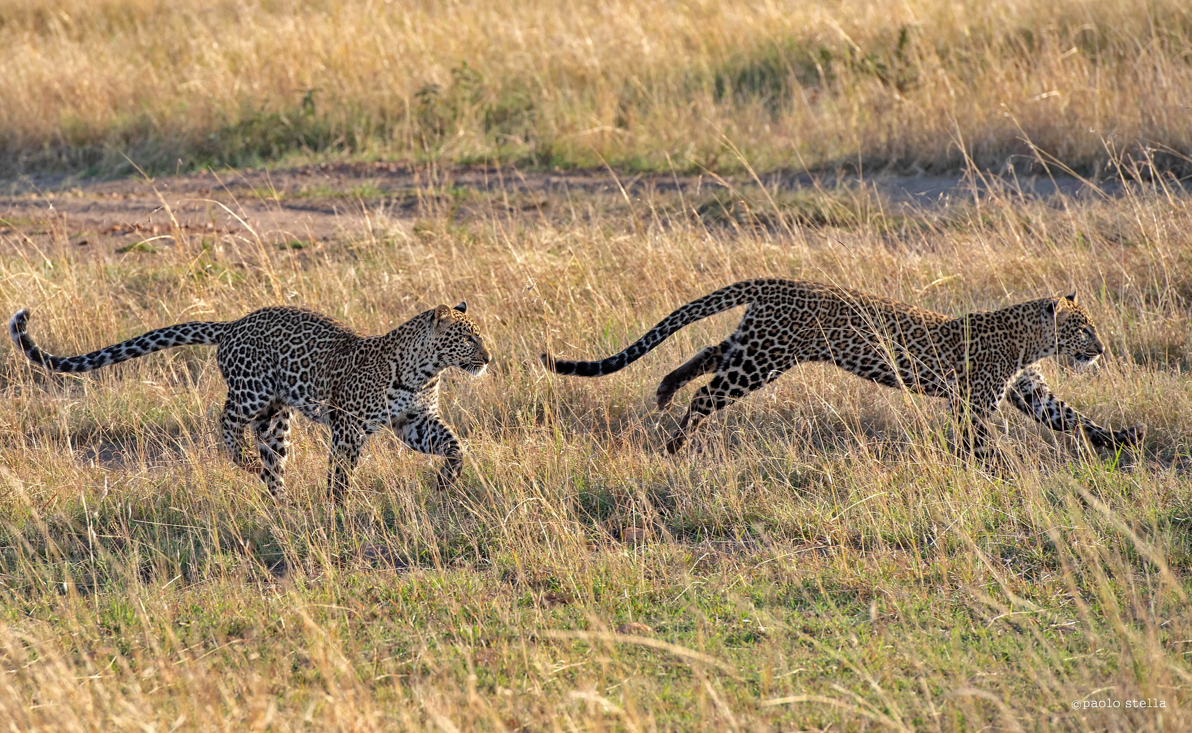 Running Cubs