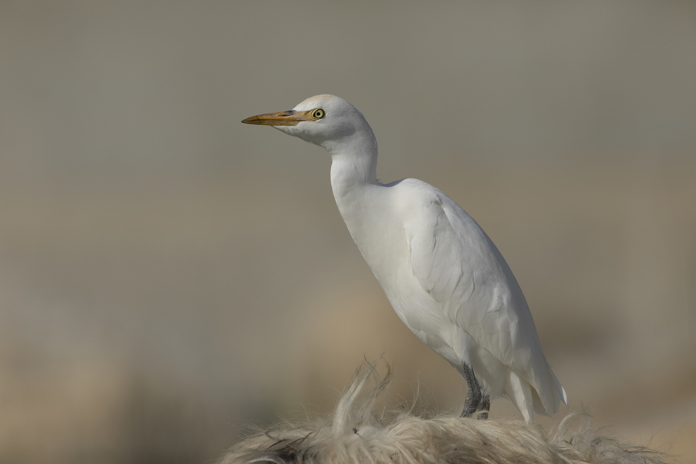 airone guardapecore....