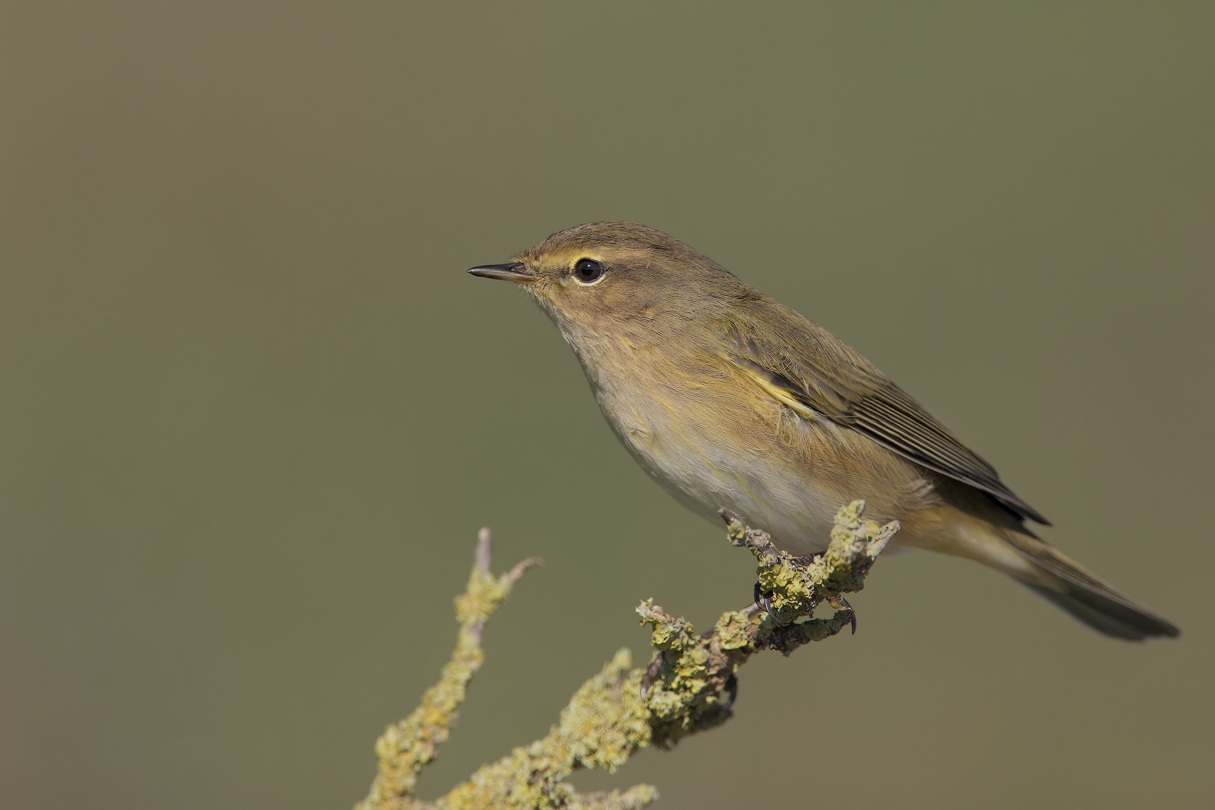 luì piccolo (phylloscopus collybita)