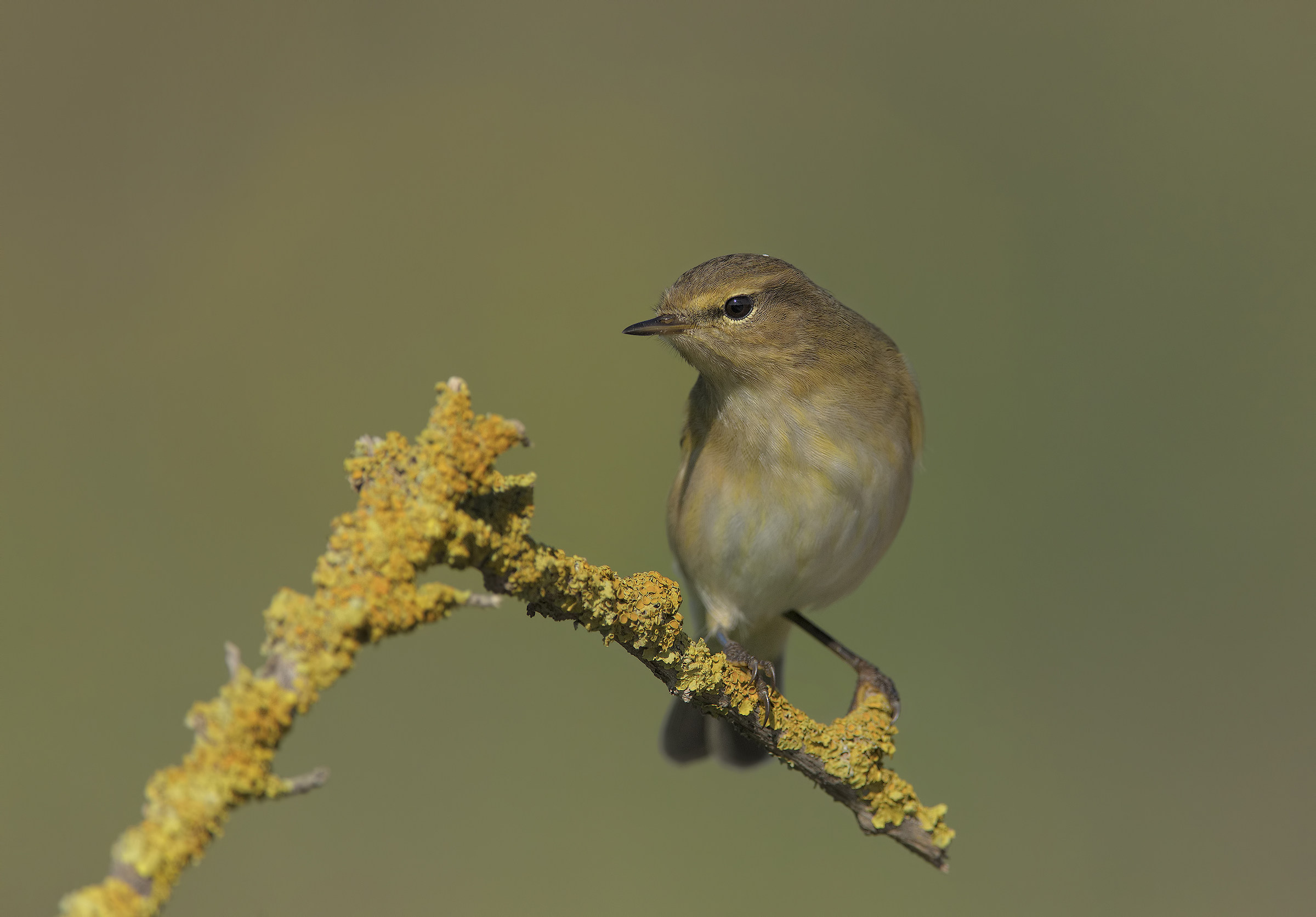 luì piccolo (phylloscopus collybita)
