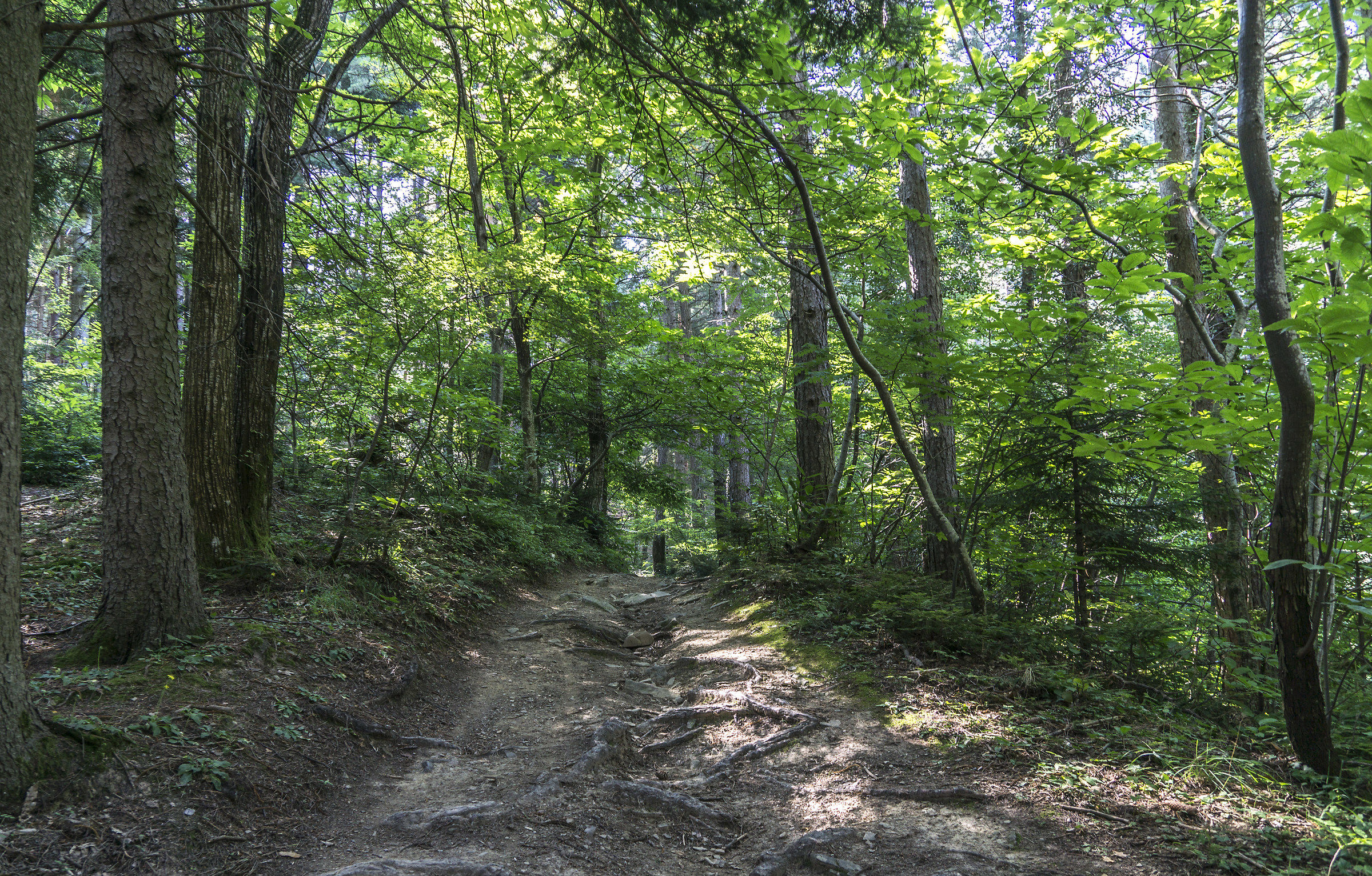 Walking in the woods of Montecreto